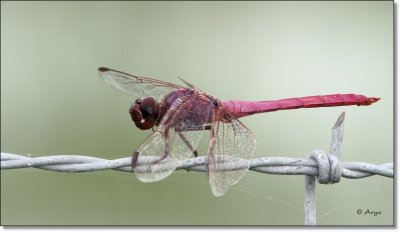 Roseate Skimmer