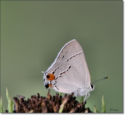 Gray Hairstreak