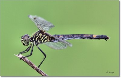 Blue Dasher