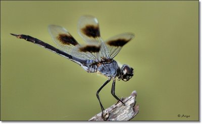 Four Spotted Pennant