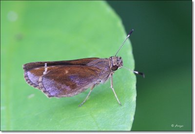 Zabulon Skipper