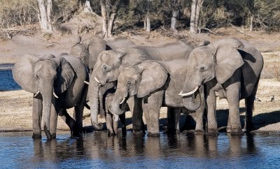 Elephant Breeding Herd
