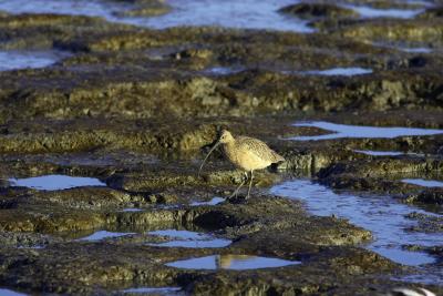 Birds seen around Silicon Valley CA