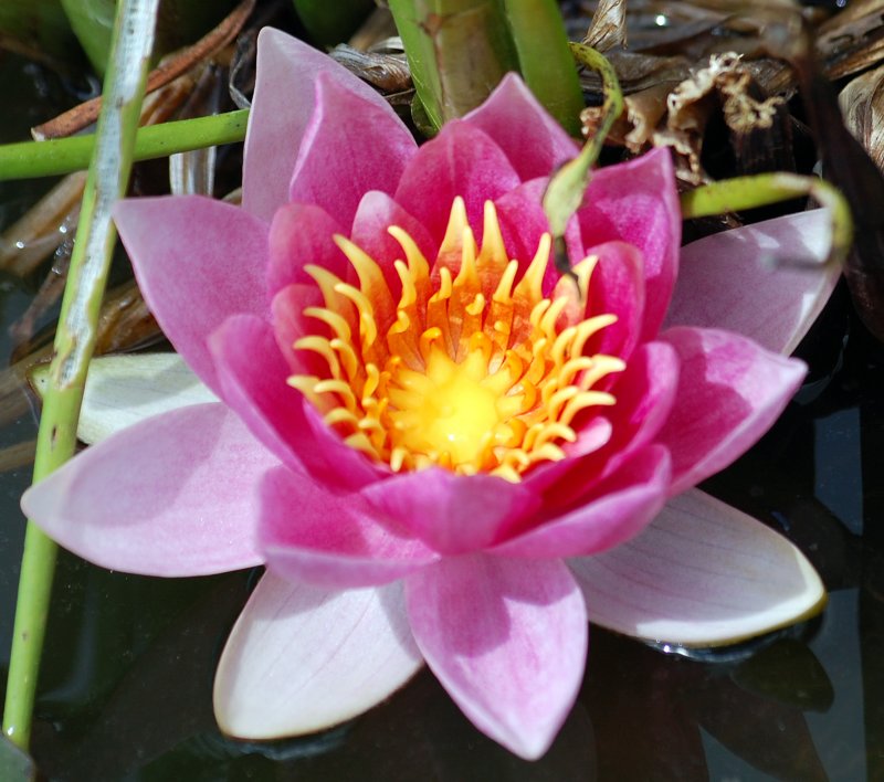 water lily.jpg