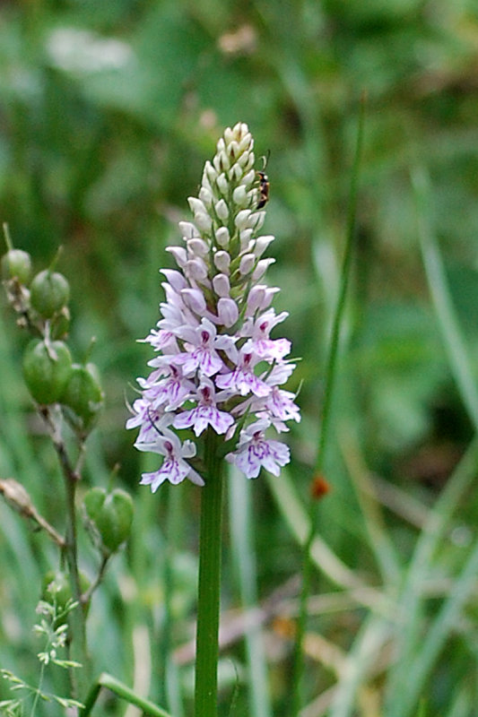 orchid1.jpg