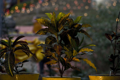 g3/31/233431/3/121103713.jz3mEK2J.jpg