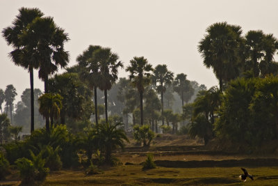 Bihari landscape