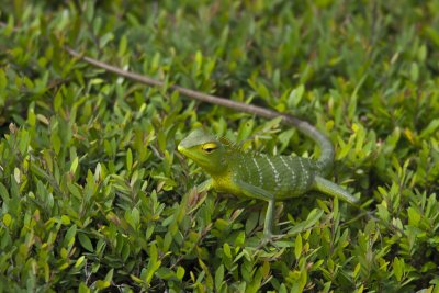 Cool little lizard, Kandy Botanic Garden