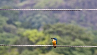 Kingfisher, power line