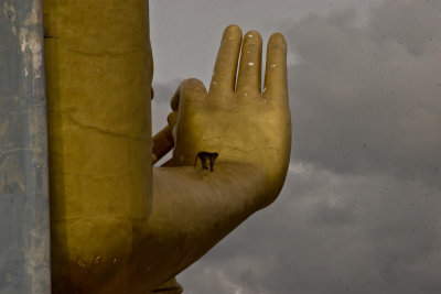 Monkey, Buddha's hand
