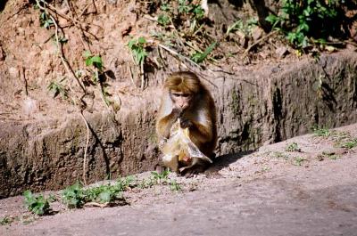 These monkeys are scavangers. Locals shoot bottle rockets at them to keep them from their houses
