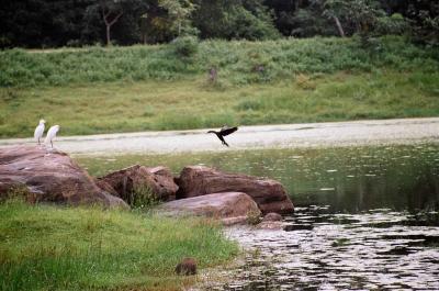 my first decent shot of a flying bird. Not that i try that often, but still