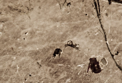 Spider