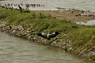 Migratory bird