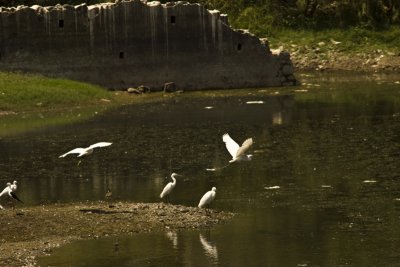More migratory birds