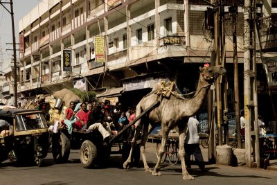 Camel cart