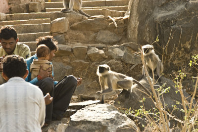 Feeding the monkeys