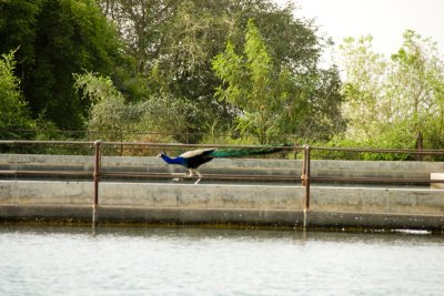 Peacock, at the old tank, the hideous, horrible fort.