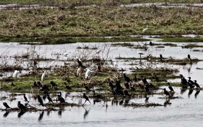 water fowl