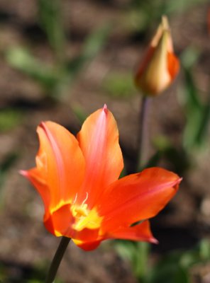 Tulip2 email.jpg