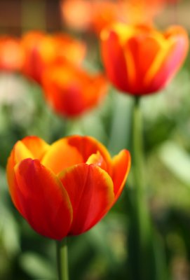 Tulip11 email.jpg