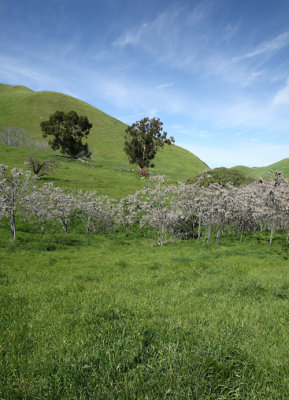 Black Diamond Mines, 2010