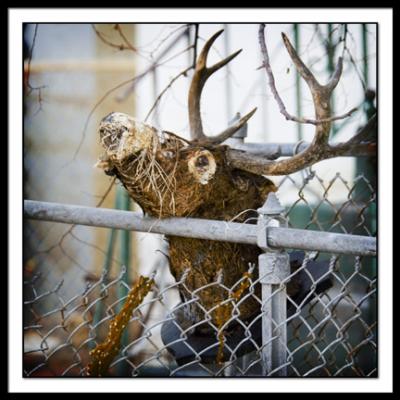 B-deerhead.jpg