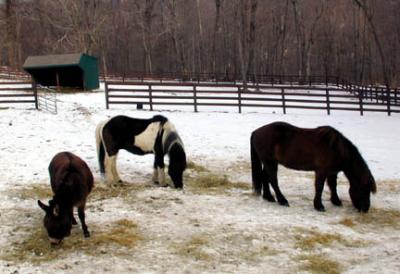 Herd1.JPG
