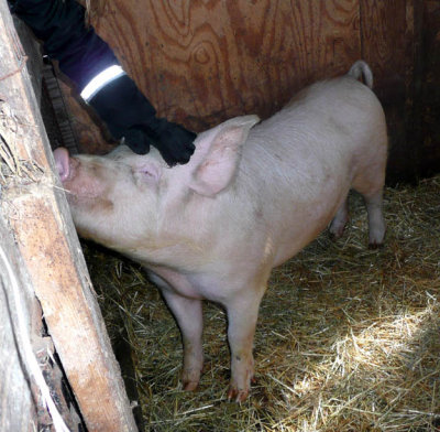 HappyPig.JPG