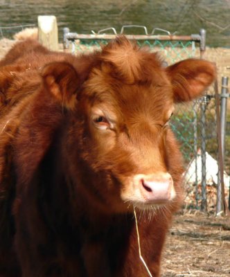 calf-1.JPG