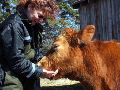 AmyCows-1.JPG