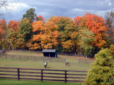 Paddocks from driveway - Fall 2004