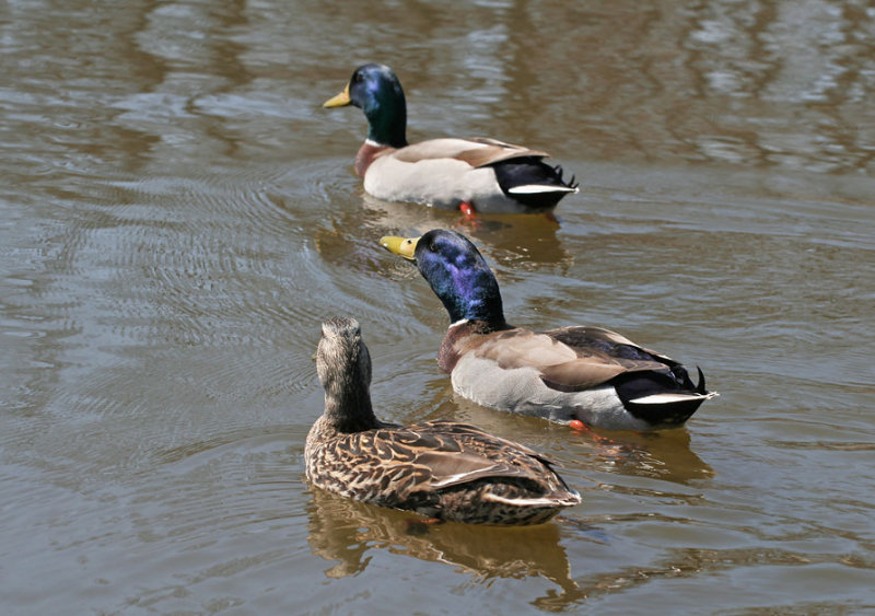 IMG_1676_ Three ducks