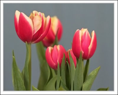 IMG_6290_ Tulips