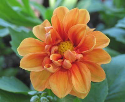 IMG_5911_ A burst of Orange