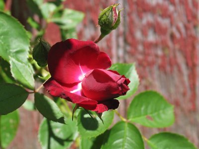 IMG_5949_The Rose