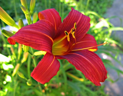 IMG_1561_ lily
