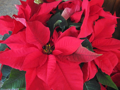 Poinsettia