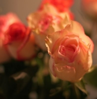 IMG_9071 Roses