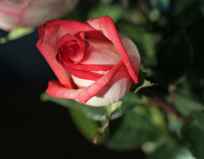 CR2_9075 Rose