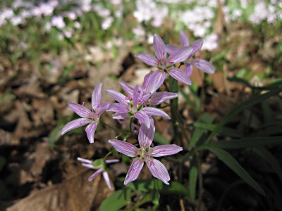 Tiny flowers in my woods ...