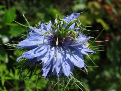 IMG_6874 Love-In-A-Mist.