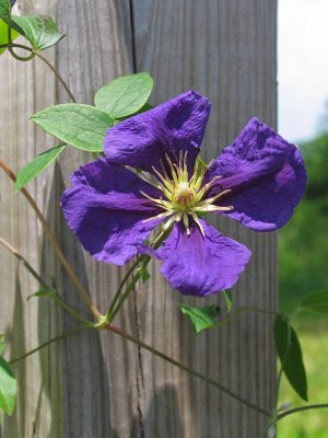 IMG_7035 Clematis
