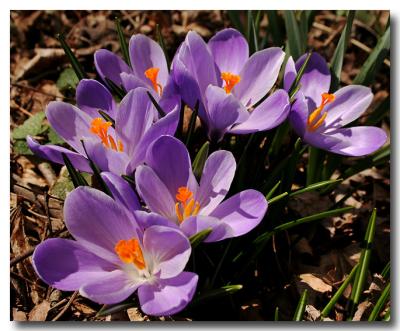 Crocus'
