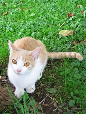 Sylvester
