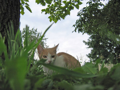 In the jungle