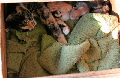 New kittens  *