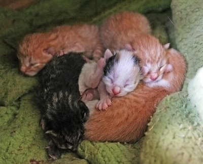 Parmy's five new kittens