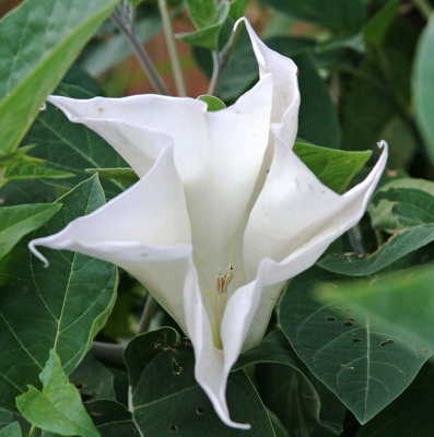 Moon flower