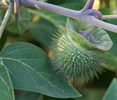 'Moon' seed